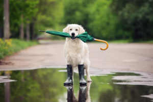 Golden retriever rain boots outlet